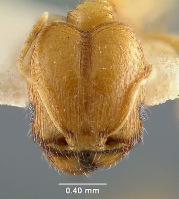 Media type: image; Entomology 20712